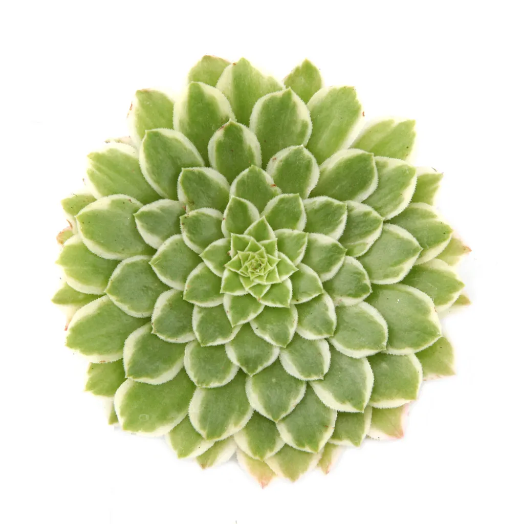 Aeonium 'Emerald Ice'