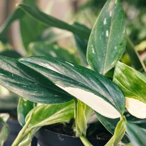 Monstera sp. Peru 'Cobra'