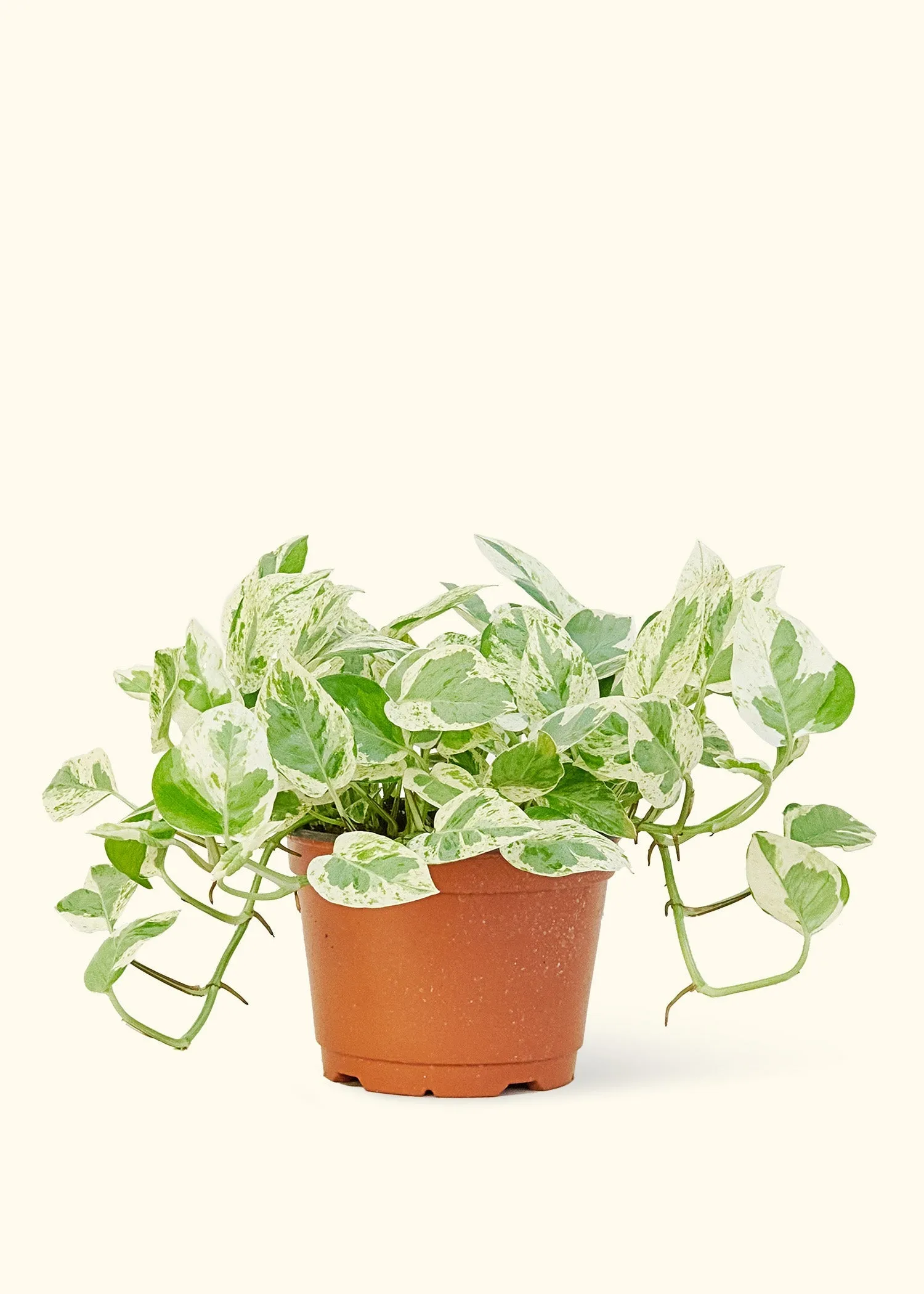 Pothos Pearls and Jade